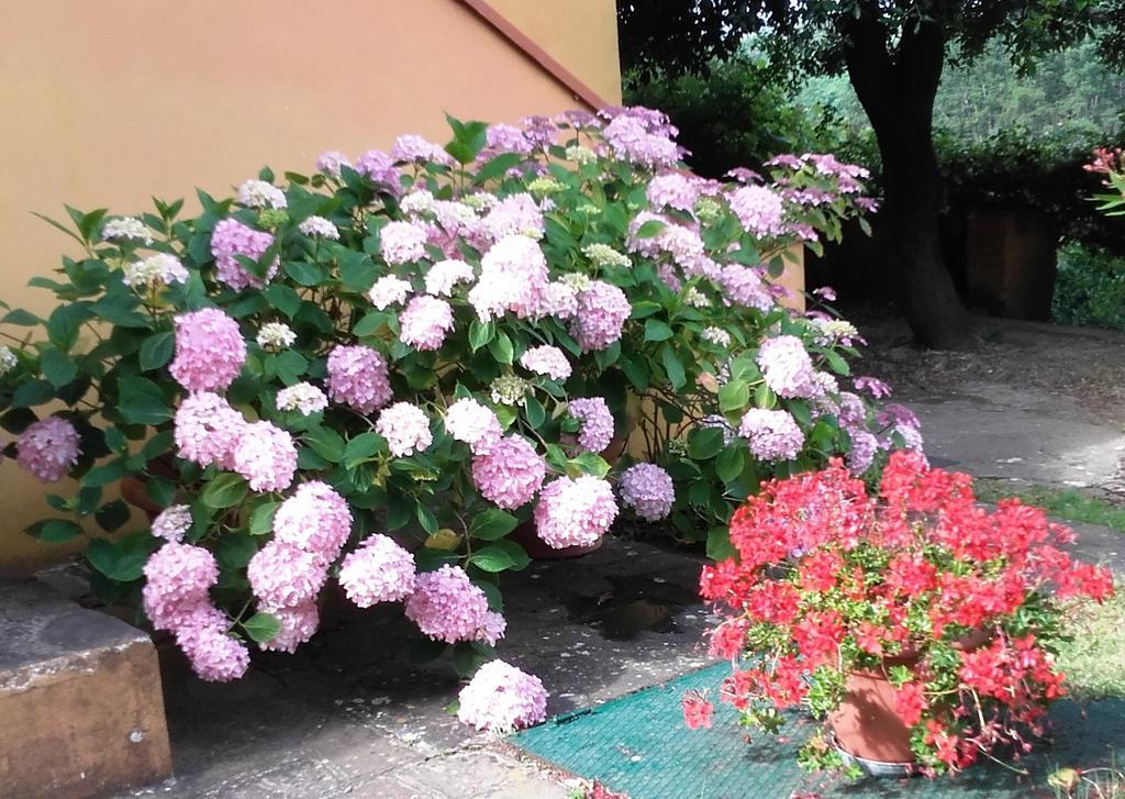 Agriturismo Poggio Al Tesoro Crespina Exterior photo
